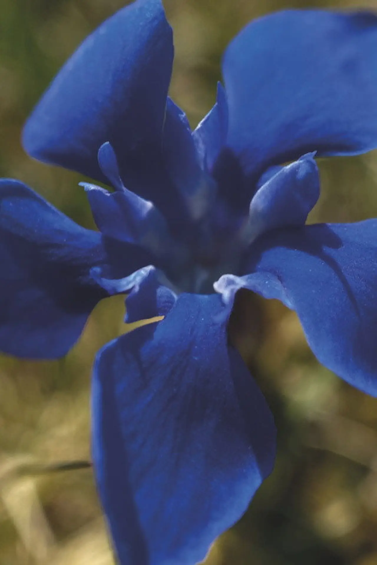Постер к фильму "Gentian Sprite"