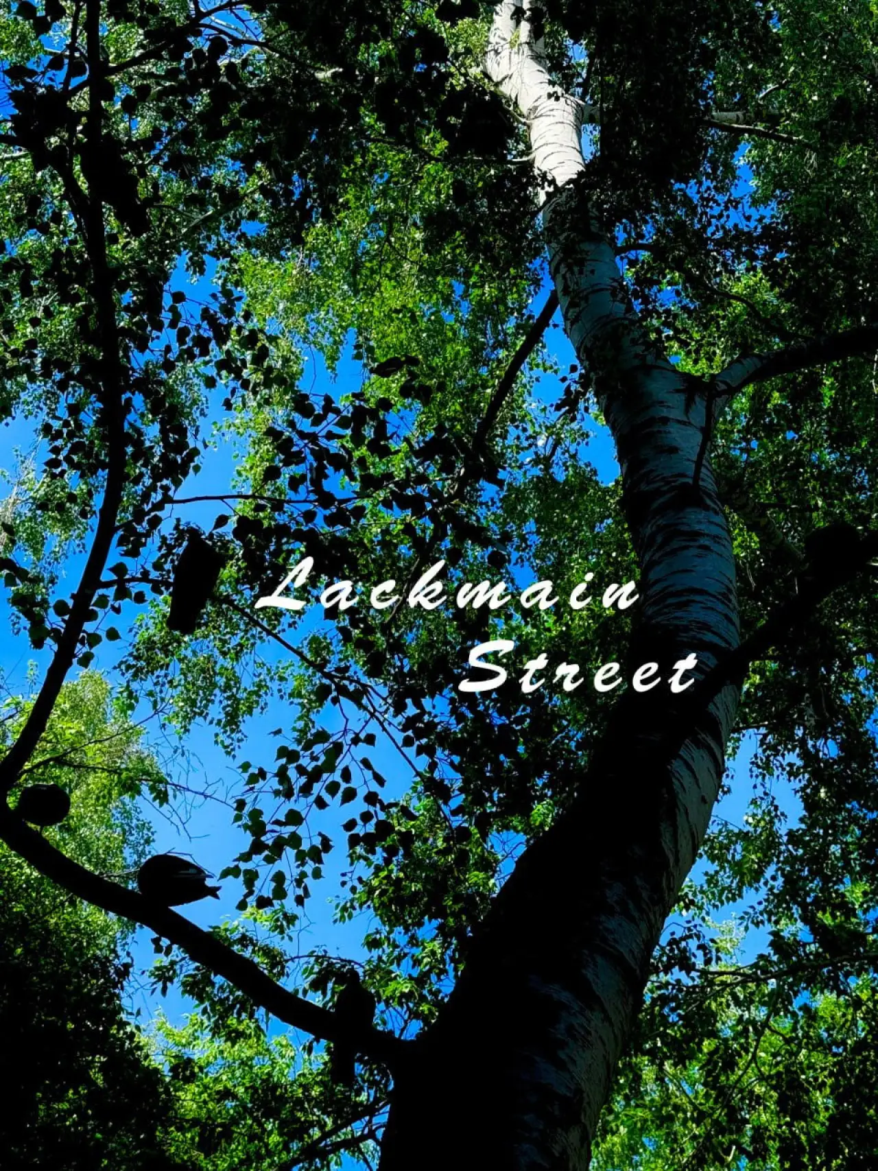 Постер к фильму "Lackmain Street"