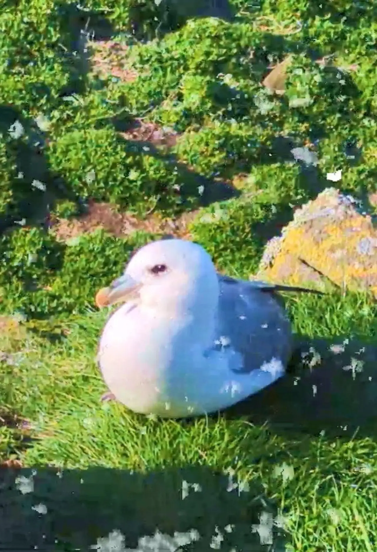 Постер к фильму "Fulmar"