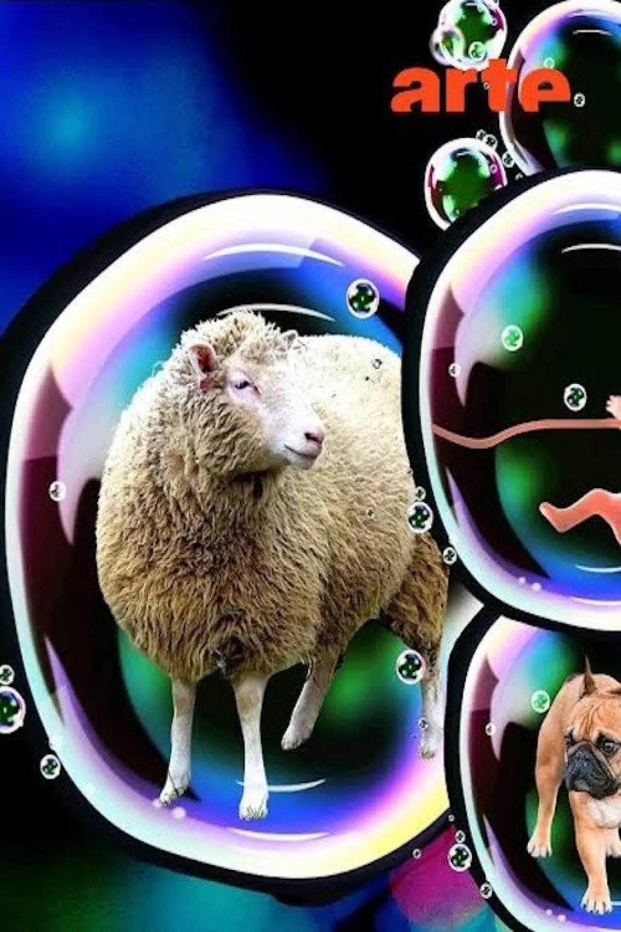 Постер к фильму "Dolly - La révolution du clonage et ses enjeux"
