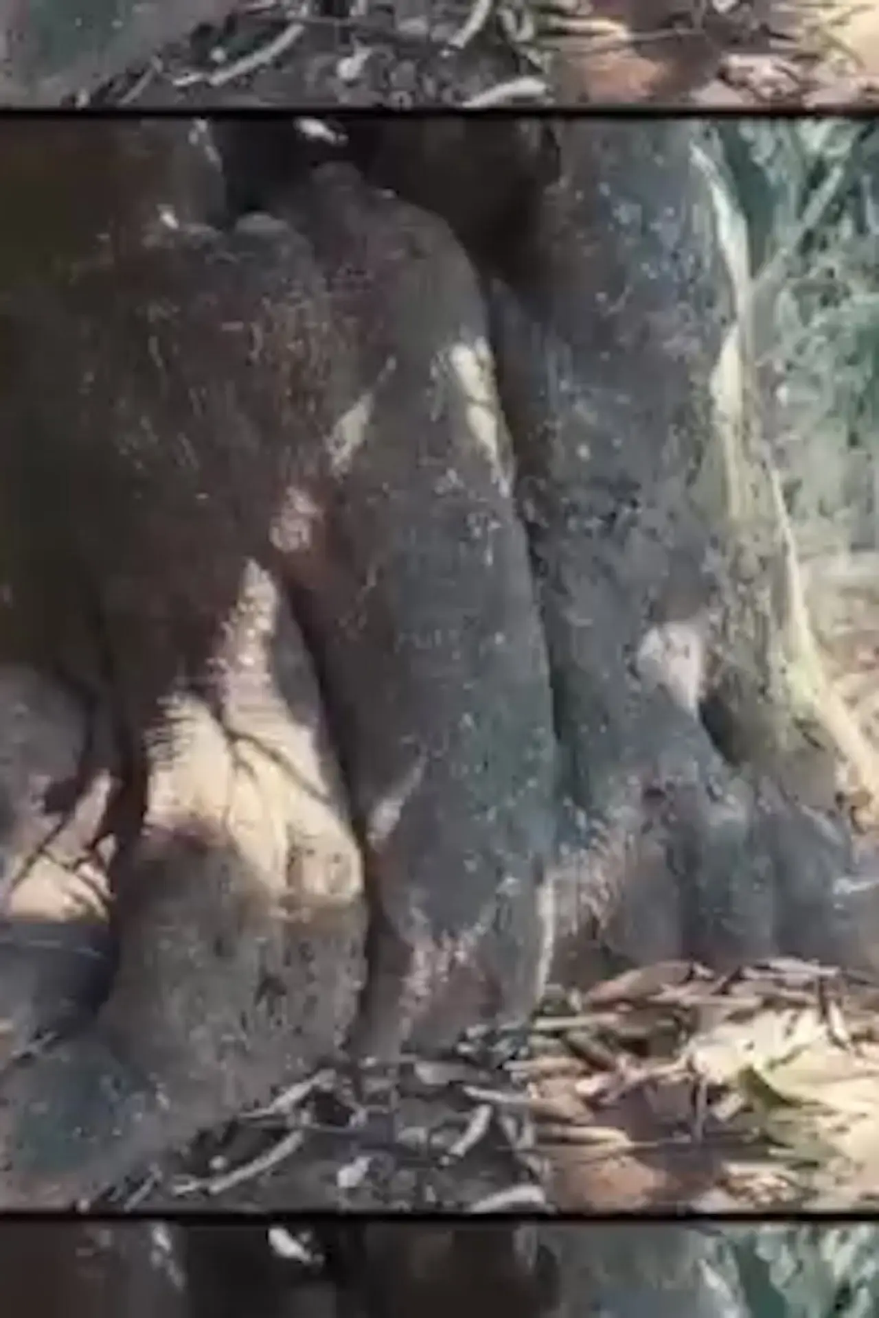 Постер к фильму "The Tree"