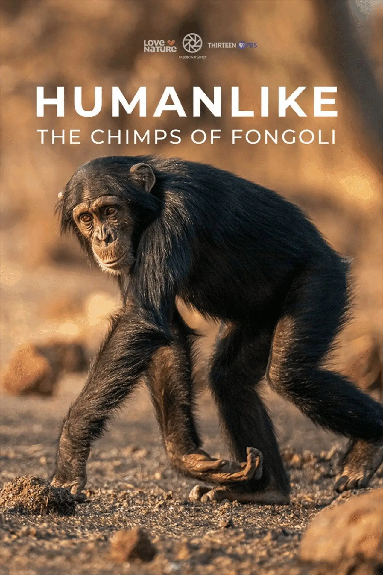 Постер к фильму "Humanlike - The Chimps of Fongoli"