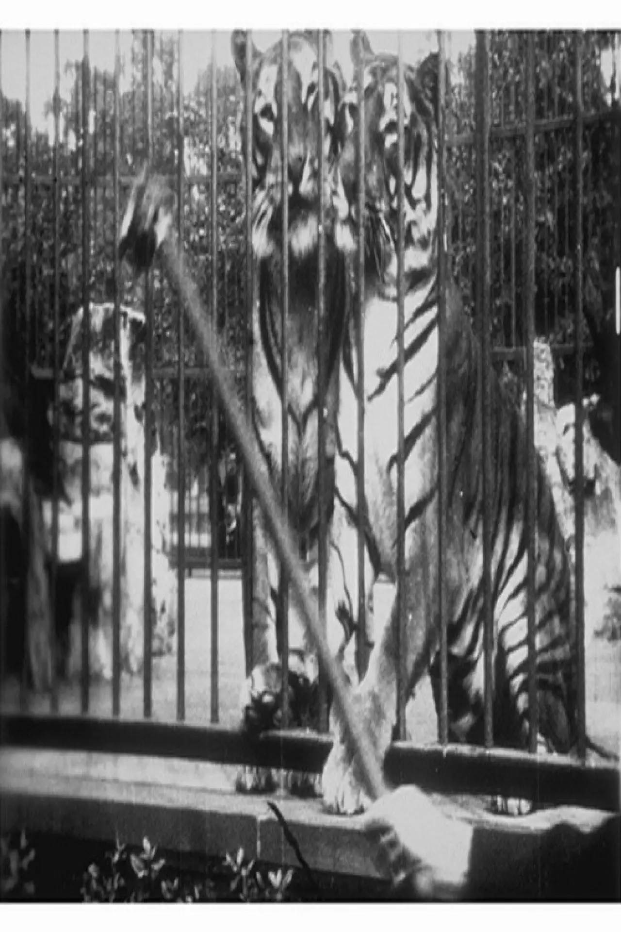 Постер к фильму "Tigres"
