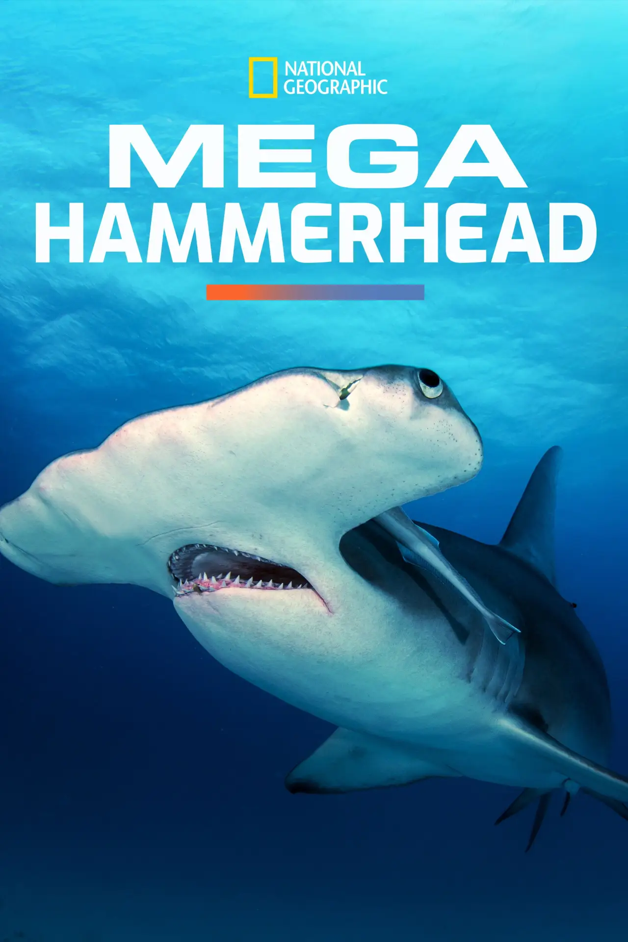 Постер к фильму "Mega Hammerhead"