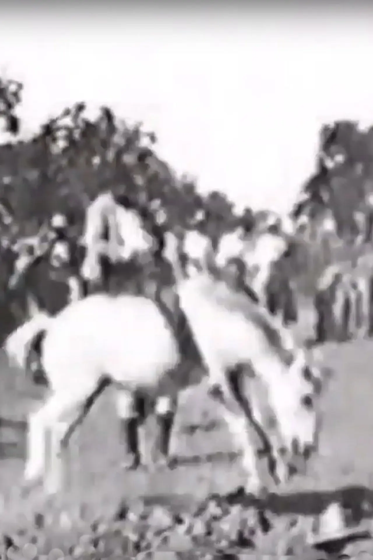 Постер к фильму "Cavalier sur un cheval rétif"