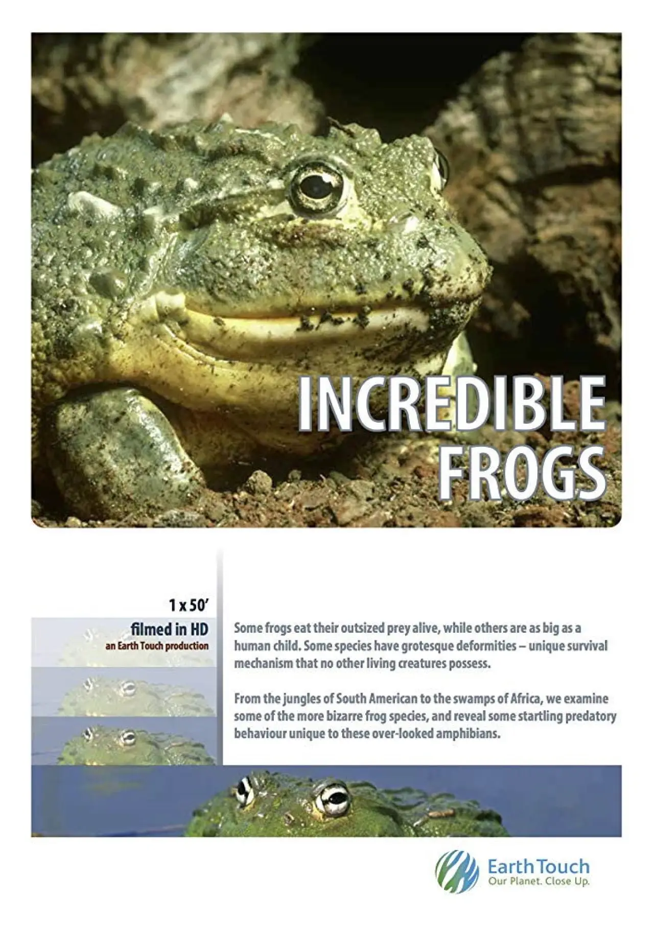 Постер к фильму "Incredible frogs"