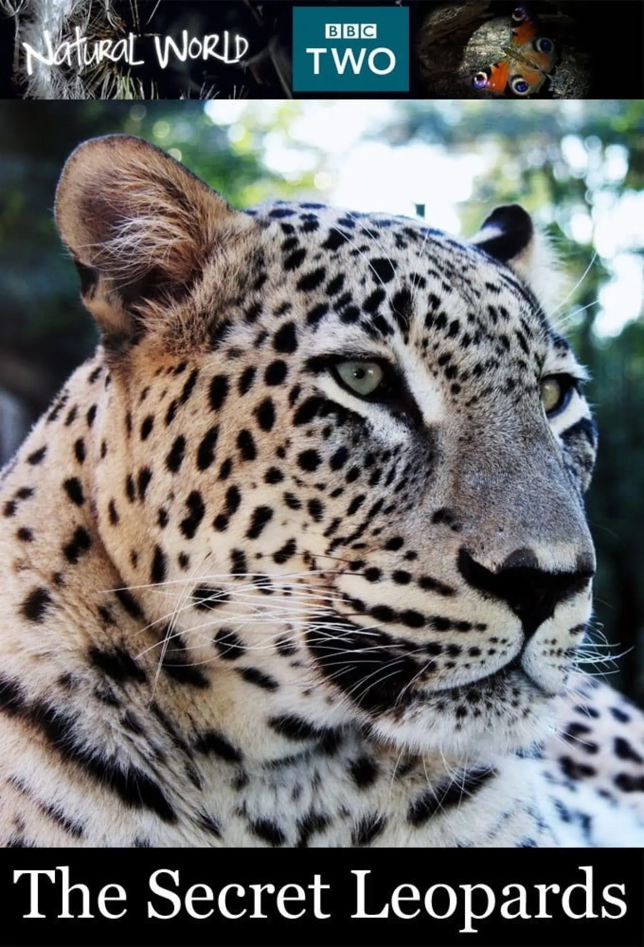 Постер к фильму "BBC Natural World 2010 The Secret Leopards"
