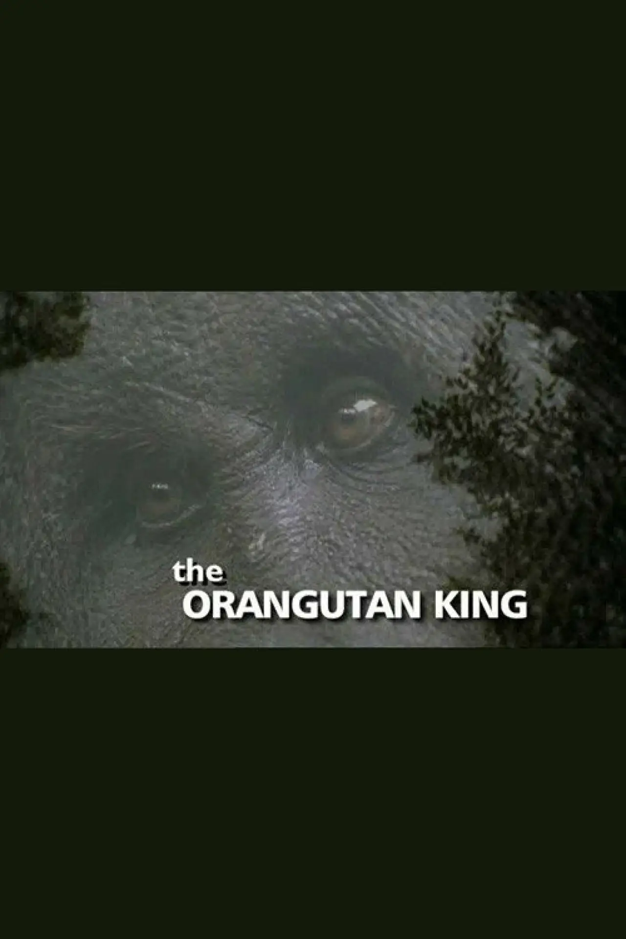 Постер к фильму "The Orangutan King"