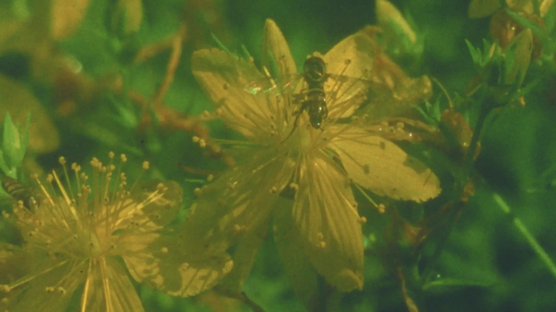 Видео к фильму Summer Meadow | Summer Meadow (16mm, trailer)