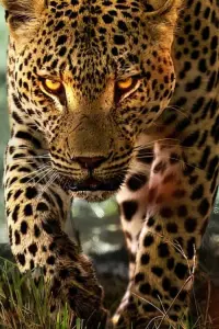 Жизнь леопардов