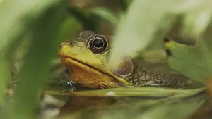 Задник к фильму "Understanding Myself as an Amphibian" #846305
