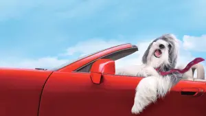 Задник к фильму "Лохматый папа" #347035