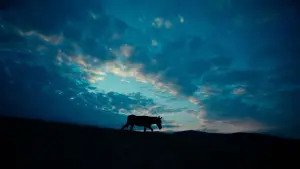 Видео к фильму Иа | Mark Kermode reviews EO (2023)