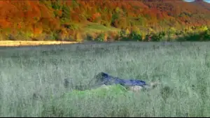 Задник к фильму "Дом летающих кинжалов" #809658