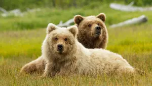 Задник к фильму "Медведи" #471333