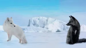 Задник к фильму "Кина и Юк: Пушистые приключения" #192686