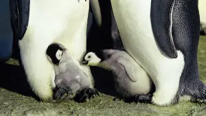 Задник к фильму "Марш пингвинов" #380325