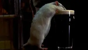 Задник к фильму "Мистер крыс" #647730