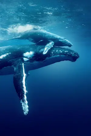 Постер к фильму "Океан с Дэвидом Аттенборо" #617867