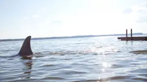 Задник к фильму "Челюсти 3D" #728111