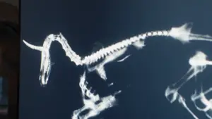 Задник к фильму "Смерть Единорога" #568852