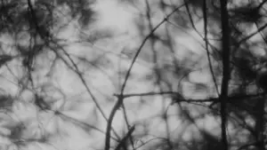 Задник к фильму "Ведьма из Блэр: Курсовая с того света" #697471