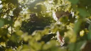 Задник к фильму "Вверх по волшебному дереву" #573245