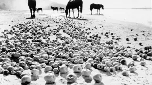 Задник к фильму "Иваново детство" #183794