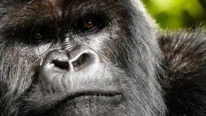 Задник к фильму "A Gorilla Story: Told by David Attenborough" #832781