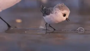 Задник к фильму "Песочник" #177064