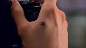 Задник к фильму "Человек-паук" #172103