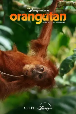 Постер к фильму "Orangutan" #798704