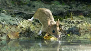 Задник к фильму "Le Chêne" #198304