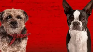 Задник к фильму "Отвязные дворняги" #212167