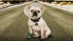 Задник к фильму "Впритык" #325199