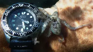 Задник к фильму "Мой учитель – осьминог" #382994