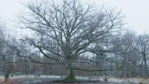 Задник к фильму "Le Chêne" #198324