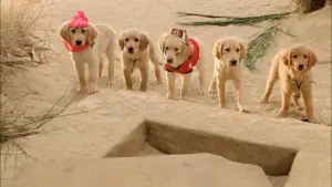 Задник к фильму "Пятерка кладоискателей" #462298