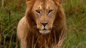 Задник к фильму "Африканские кошки: Королевство смелых" #447571