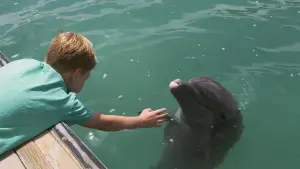 Задник к фильму "Мой друг дельфин Эхо" #501270