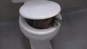 Задник к фильму "Гоблины 2" #494659