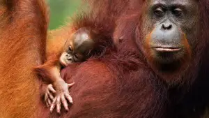 Задник к фильму "Orang-Utans - Borneos Waldmenschen" #922228