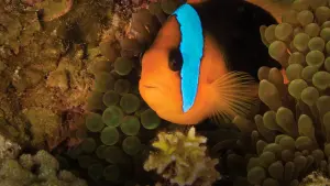 Задник к фильму "Океаны" #387002