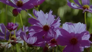 Задник к фильму "Цветы лиловые полей" #680582