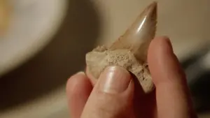 Задник к фильму "Синяя бездна 2" #336740