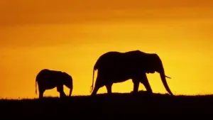 Задник к фильму "Земля" #384803