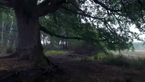 Задник к фильму "Le Chêne" #198306