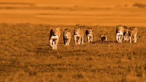 Задник к фильму "Африканские кошки: Королевство смелых" #447573