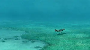 Задник к фильму "Красная черепаха" #211951