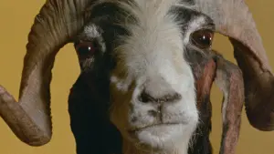 Задник к фильму "Святая Гора" #206298